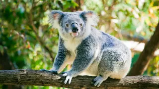 В австралийском штате могут полностью исчезнуть коалы