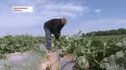 Фермеры вынуждены скармливать урожай скоту в Алматинской области