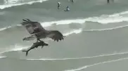 Видео охоты птицы на акулу удивило пользователей Сети