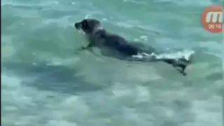 Тюлененка закидали камнями в Актау