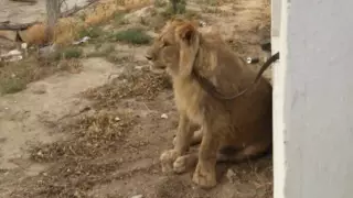 Стала известна дальнейшая судьба актауского льва