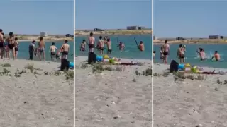 Избивших тюленя палками накажут в Актау