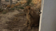 Львенку Симбе из Актау нашли новый дом