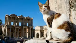 Как заботились о кошках предки казахов, выяснили ученые