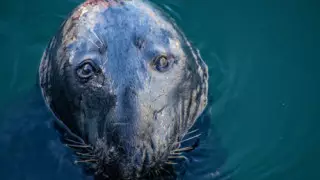 Установлены личности, избившие тюленя на пляже в Мангистау