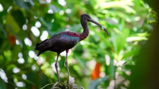 Считавшиеся вымершими птицы стали размножаться в Китае