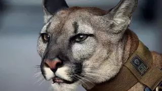 Ветеран Афганистана убежал с пумой  в лес при попытке их разлучить