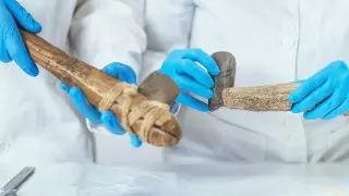 Топор из кости бегемота, сделанный 1,4 миллиона лет, нашли в Эфиопии