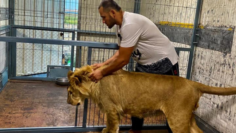 Актауский лев Симба доставлен в зоопарк Алматы