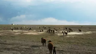 Человеческую голову нашли в степи Мангистау