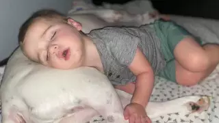 Пес вместо подушки. Сбежавший из кроватки младенец умилил Сеть