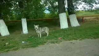 Гуляющего у остановки "волка" сняли на видео в Алматинской области