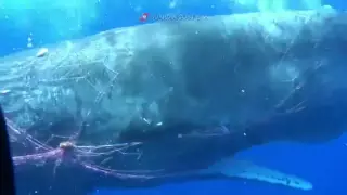 Кашалот запутался в рыболовных сетях близ берегов Италии