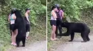 Дикий медведь остановился для селфи с туристами в Мексике