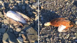 Результаты проверки Алаколя после смерти диких гусей объявил Казгидромет