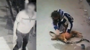 Отравителя кошек и собак разоблачили с помощью камер наблюдения в Актау