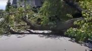 Дерево упало на автомобиль в Алматы
