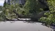 Дерево упало на автомобиль в Алматы