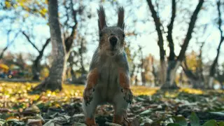 Куда жаловаться на вырубку деревьев в нацпарках