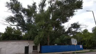 Министр пообещал сохранить уникальное дерево в Нур-Султане