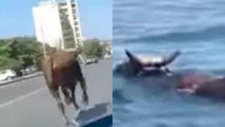 Бык устроил "забег" по Актау, а потом попытался уплыть