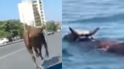 Бык устроил "забег" по Актау, а потом попытался уплыть