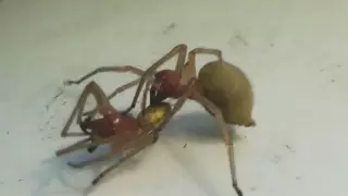 Ядовитые пауки с юга Казахстана напугали жителей ВКО