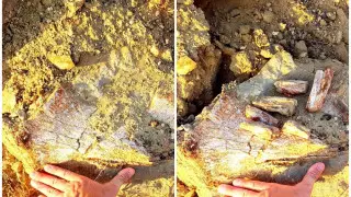 Палеонтолог-любитель нашел останки древней крупной рептилии в Мангистау