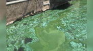 Зеленая вода в Есиле напугала астанчан