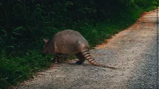 Бегающего по Алматы "броненосца" ищет министерство