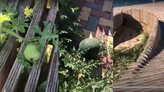 Растущие на берегу арбузы удивили жителей Актау