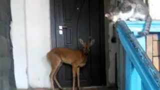 Дикая косуля забралась в подъезд дома в Семее