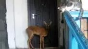 Дикая косуля забралась в подъезд дома в Семее
