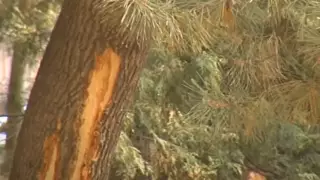 70 деревьев повредили в парке 28 панфиловцев в Алматы