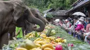 Слонам накрыли стол в честь праздника в Китае
