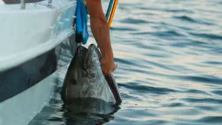 Самая дорогая рыба в мире была замечена у побережья Англии