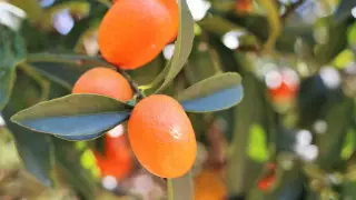 Найден необычный продукт для борьбы с раком