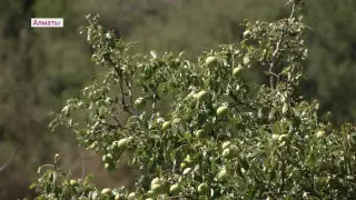 Тысячи деревьев незаконно вырубили в Алматы