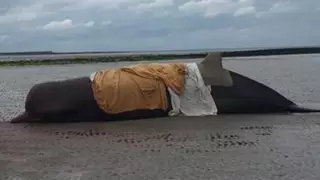 Семь дельфинов выбросились на побережье Ирландии