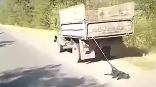 Протащил собаку по трассе: водитель объяснил жестокий поступок