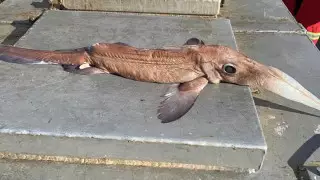 Рыбаков напугало жуткое глубоководное существо