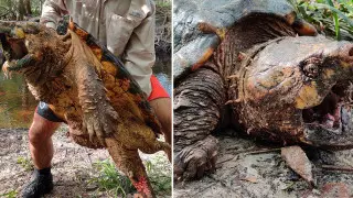 Пойманные в реке черепахи-монстры напугали пользователей соцсетей
