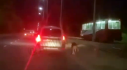 Водителя, привязавшего собаку к движущемуся авто, ищут в Павлодаре