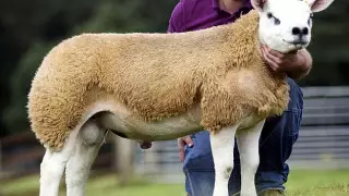 Самого дорогого барана в мире продали на аукционе в Шотландии