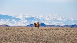 Величественный верблюд и "смерть природы". Продлен фотоконкурс "Мой Казахстан"