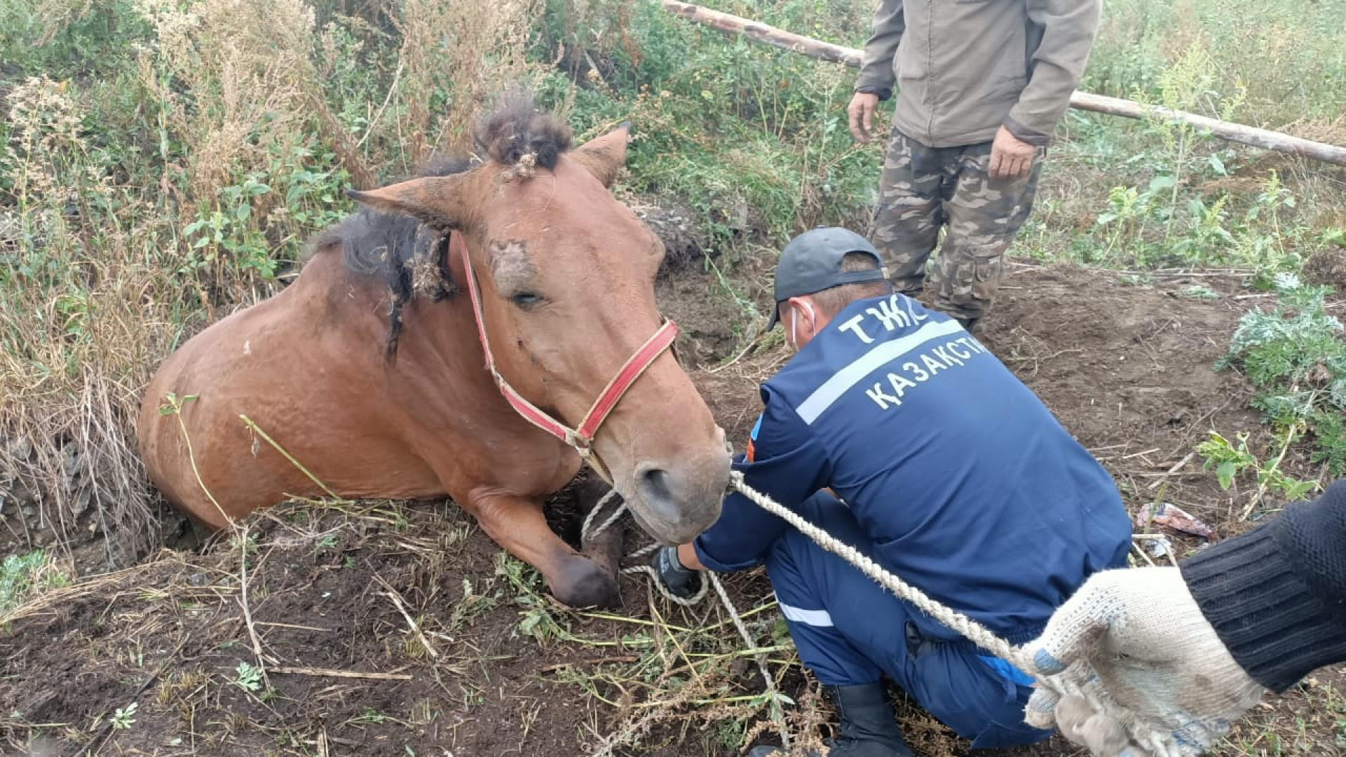 Лошадь спасли от мучительной гибели в ВКО: 29 августа 2020, 14:55 - новости  на Tengrinews.kz