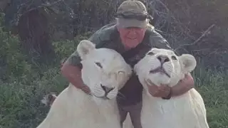 Две львицы растерзали спасшего и приютившего их хозяина