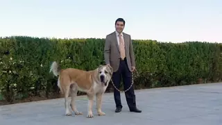 Праздник в честь собаки появился в Туркменистане