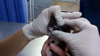 Случай жестокого обращения с котенком привлек внимание полиции в Алматы