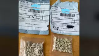 Amazon запретил импорт семян в США из-за загадочных посылок из Китая